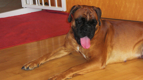 Hunde