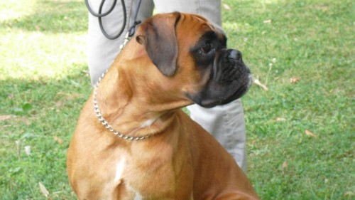Bilder Heike Hunde 097
