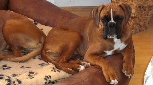 Hunde