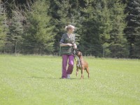 hundeplatz-13