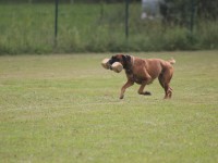 hundeplatz-21