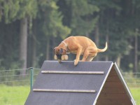 hundeplatz-23