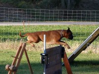 hundeplatz_1