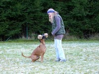 hundeplatz_10