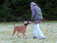 hundeplatz_11