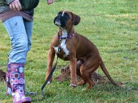 hundeplatz_3