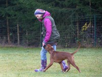 hundeplatz_5