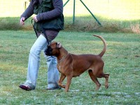 hundeplatz_7