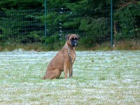 hundeplatz_8