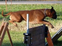hundeplatz_thumb