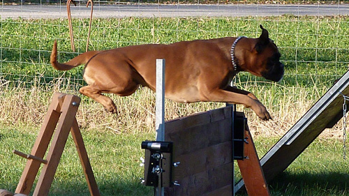 Boxer